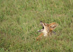 Chacal, baillant